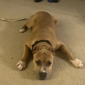 Meet your Posher, Brittany